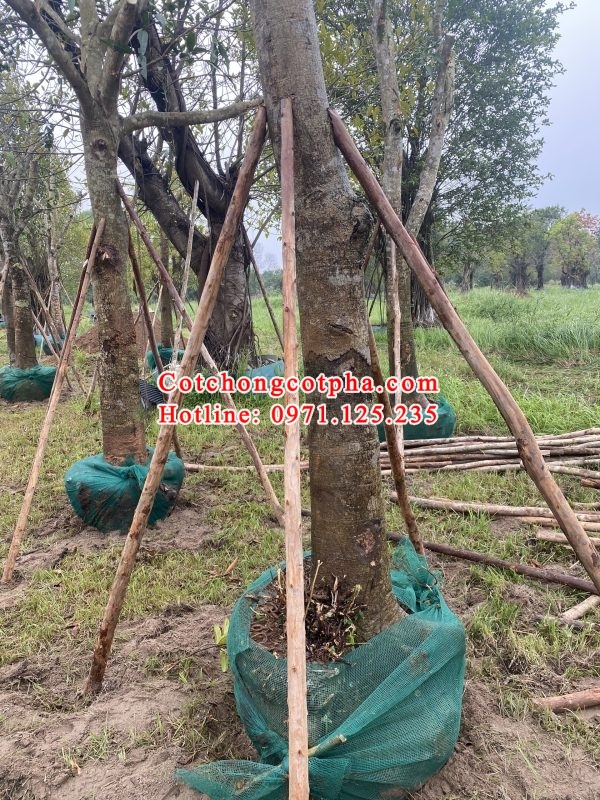 cung cấp cột chống cây xanh uy tín tại Hà Nội