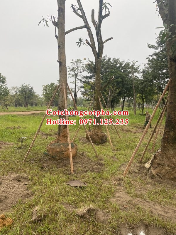 Cột chống cây xanh tại Hà Nội