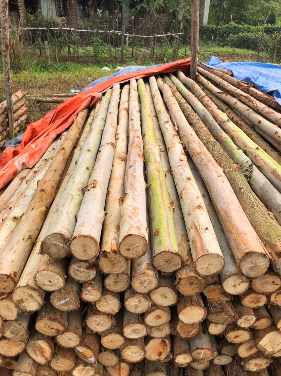 Cung cấp cột chống cốt pha gỗ tại Hà Nội