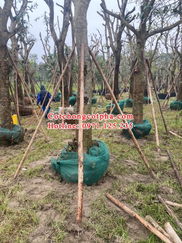 Cột chống cây xanh tại Phú Thọ